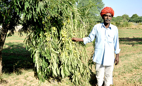 Plantation of fruit bearing trees